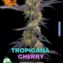 Семена конопли Tropicana Cherry от Barney's Farm